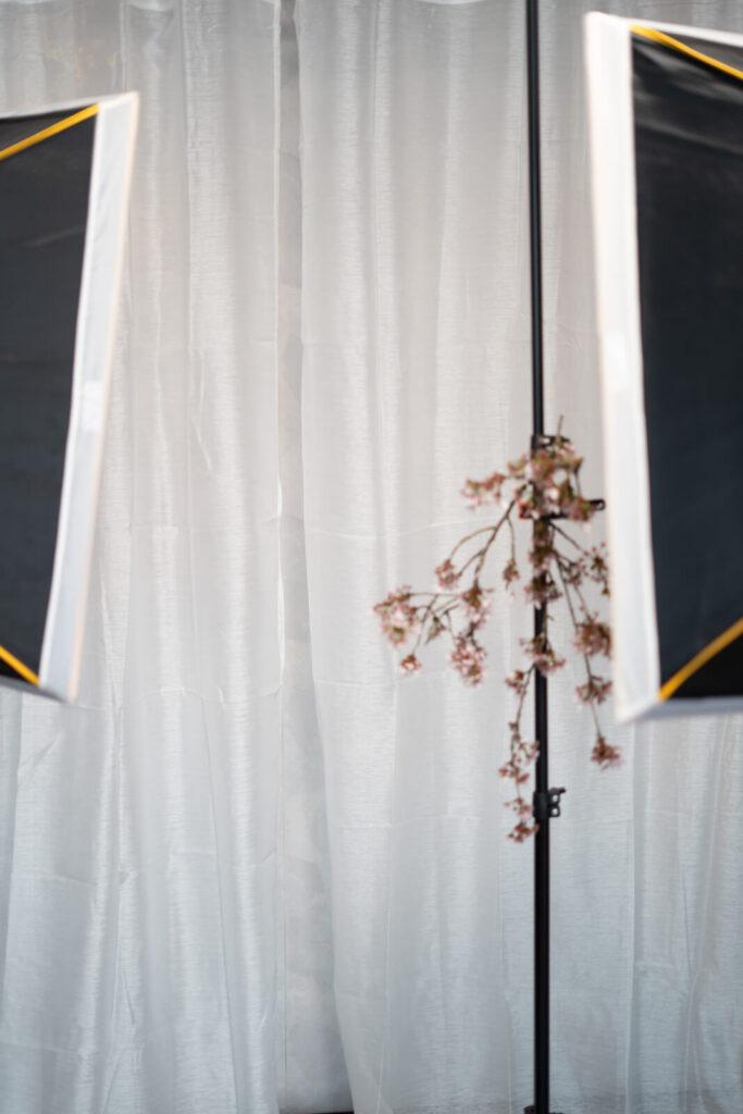 Kirschblüten im Studio